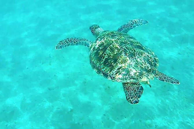 Dolphin Tour Banana Boat from Soma /Sahl Hasheesh/makadi/Safaga - Two or three snorkeling stops on Red Sea reefs