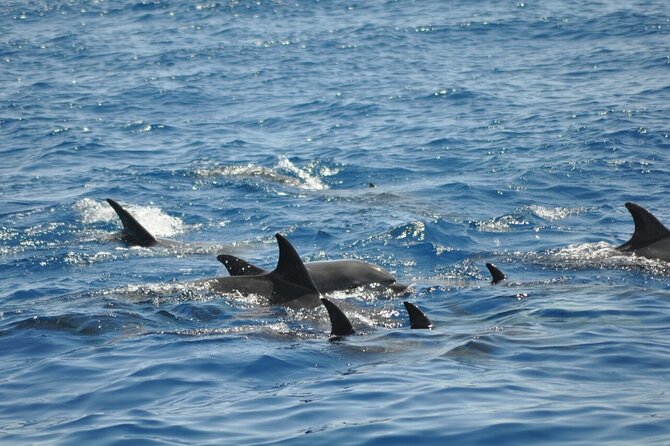 Dolphin Tour Banana Boat from Soma /Sahl Hasheesh/makadi/Safaga - Banana boat and sofa boat fun