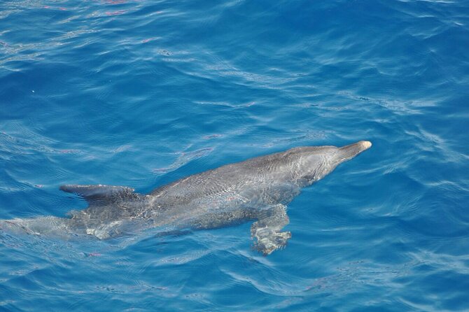 Dolphin Tour Banana Boat from Soma /Sahl Hasheesh/makadi/Safaga - Is $34.84 good value?
