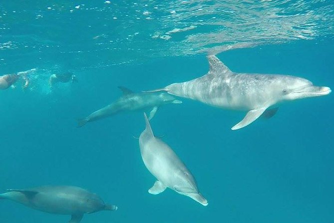 Dolphin Tour Banana Boat from Soma /Sahl Hasheesh/makadi/Safaga - Who will enjoy this trip most?