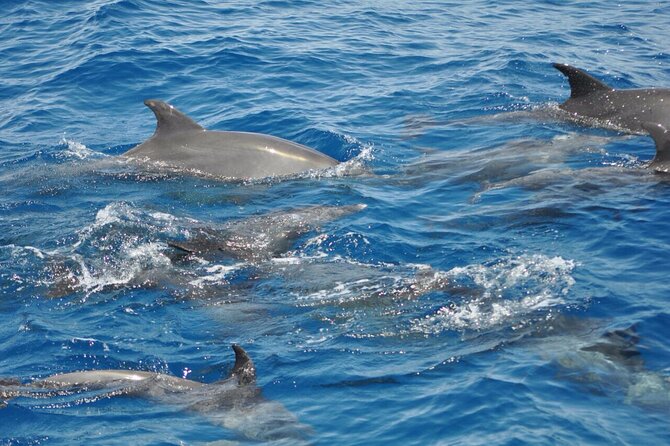 Dolphin Tour Banana Boat from Soma /Sahl Hasheesh/makadi/Safaga - Reaching Dolphinhouse and setting expectations