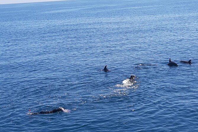 Dolphin tour & banana boat fun with snorkeling from Hurghada - Key points before you book