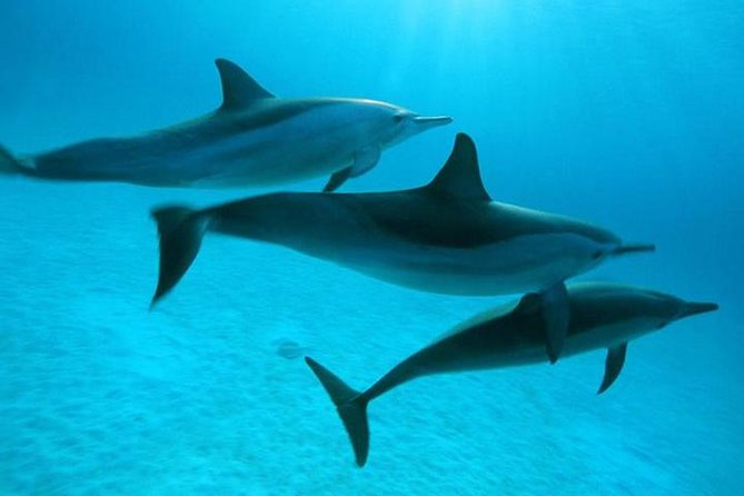 Dolphin tour & banana boat fun with snorkeling from Hurghada - What can go wrong, and how to prepare