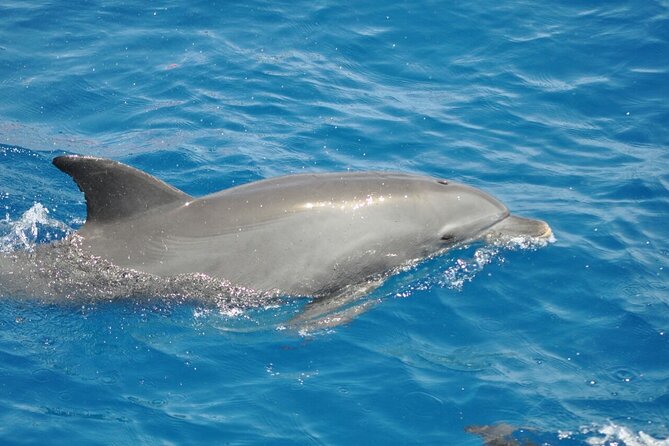 Dolphin tour & banana boat fun with snorkeling from Hurghada - Dolphinhouse and the search for a wild pod
