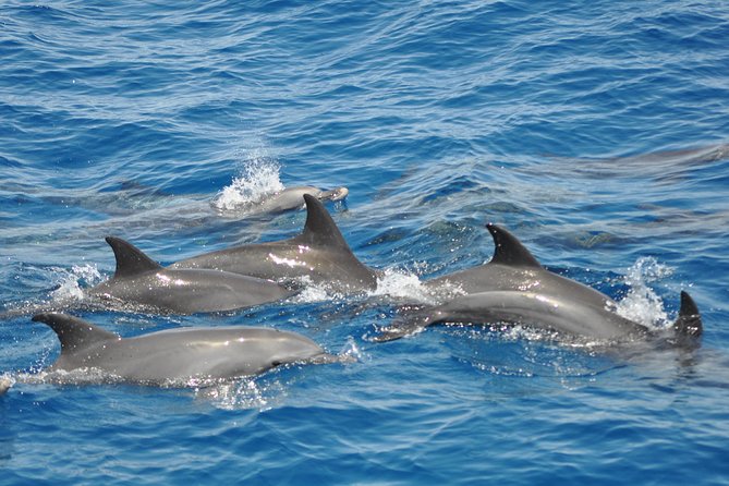 Dolphin Tour in Hurghada - Second snorkeling stop and the best underwater value