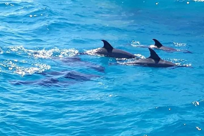 Dolphin Tour in Hurghada - Returning to the marina at about 4pm