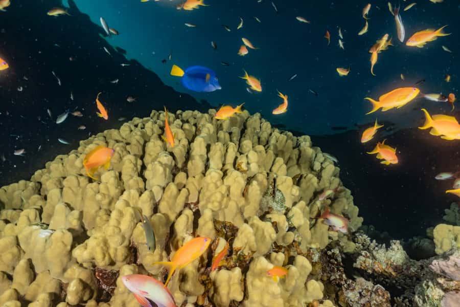 Eilat: 2-Hour Glass-Bottom Boat Tour - Practical details for a smoother outing