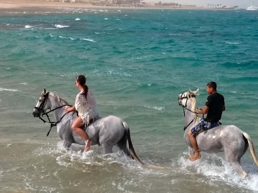 El Gouna: Desert & Sea Horse Riding With Swimming Optional - Who will enjoy this horseback ride?