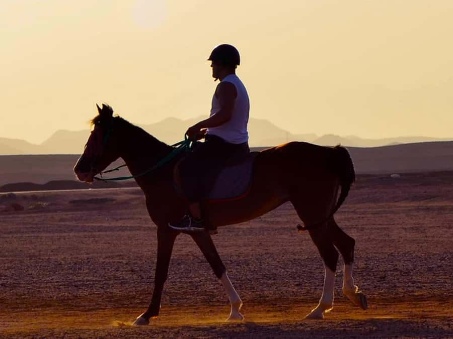 El Gouna: Desert & Sea Horse Riding With Swimming Optional - The first 15 minutes: meeting your horse