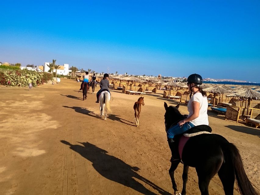 El Gouna: Desert & Sea Horse Riding With Swimming Optional - Horse care gives the outing more character
