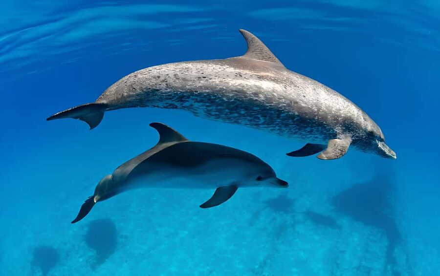 El Gouna Lagoon, Diving with Dolphin, Snorkeling & Lunch - What the $56 price really covers