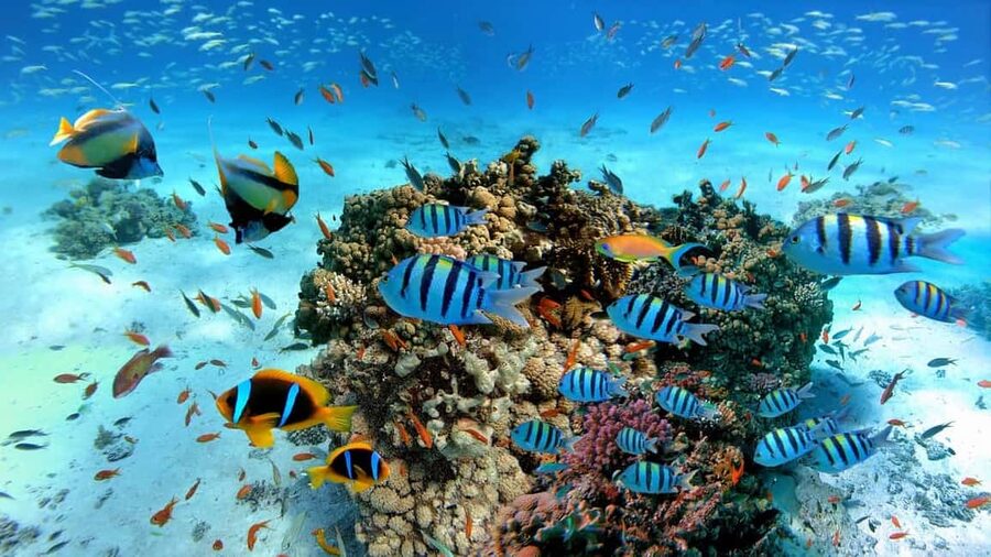 El Gouna Lagoon, Diving with Dolphin, Snorkeling & Lunch - Who will enjoy this day most