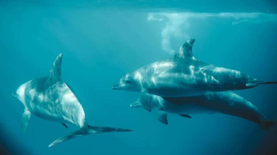 El Gouna Lagoon, Diving with Dolphin, Snorkeling & Lunch - Should you book the El Gouna dolphin trip?