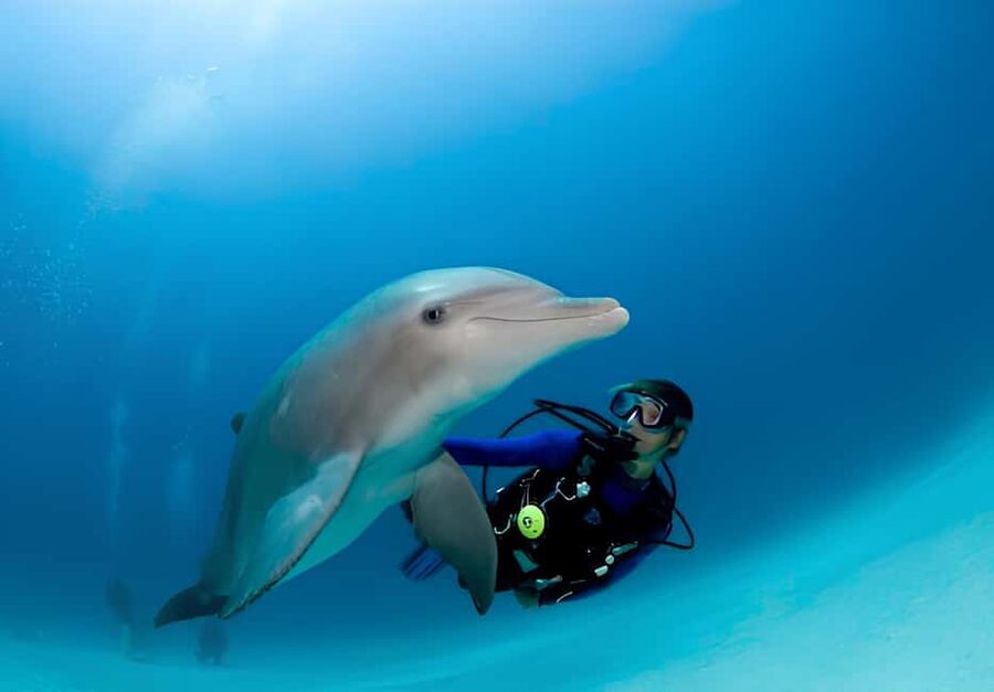 El Gouna Lagoon, Diving with Dolphin, Snorkeling & Lunch - Trying the optional scuba session