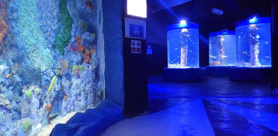 Entry Ticket: Grand Aquarium Hurgada - Rainforest Sounds, Birds, and the Rope Bridge