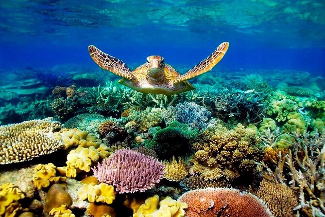 Excursion to Ras Mohammed Sharm El Sheikh by bus - Pickup from Sharm El Sheikh