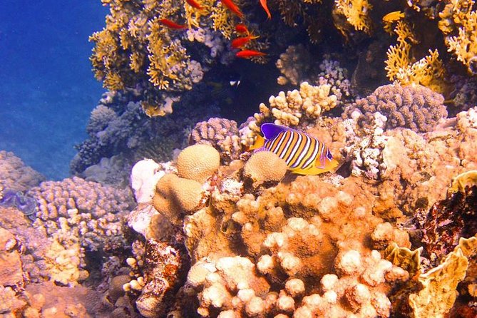Excursion to Tiran Island by boat - Hotel Pickup and the Port Wait