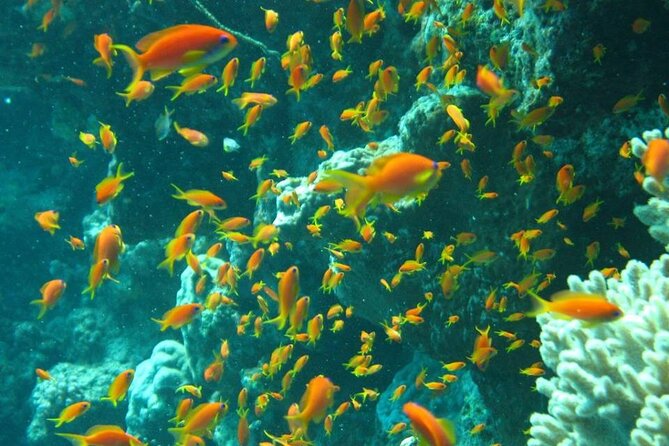 Excursion to Tiran Island by boat - What the Snorkeling Stops Are Like