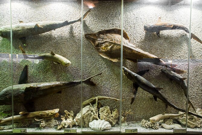 From Cairo: Alexandria Catacombs and Citadel Day Trip with Lunch - Is $34 good value?