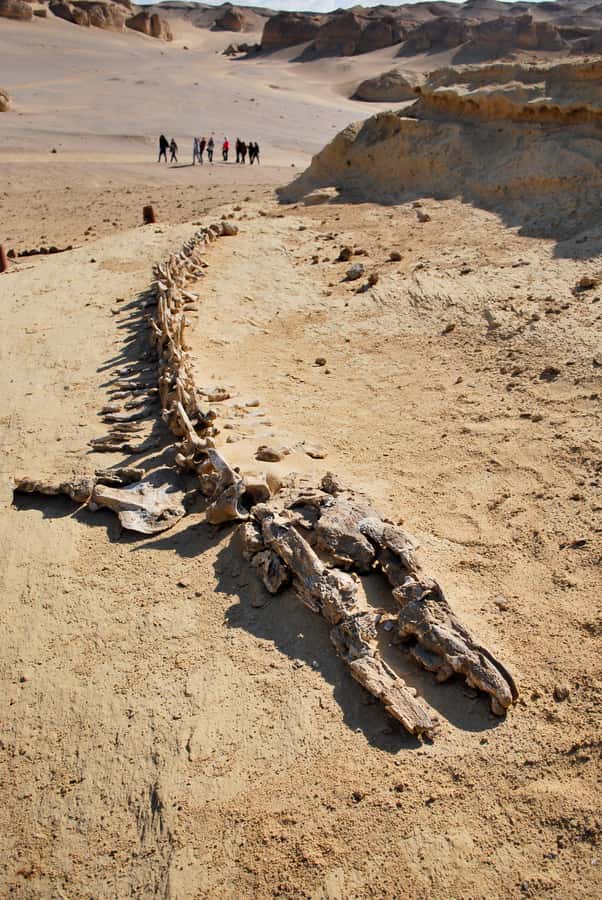 From Cairo: Full-Day Tour to El Fayoum - Guides, Drivers, and the Private-Group Difference