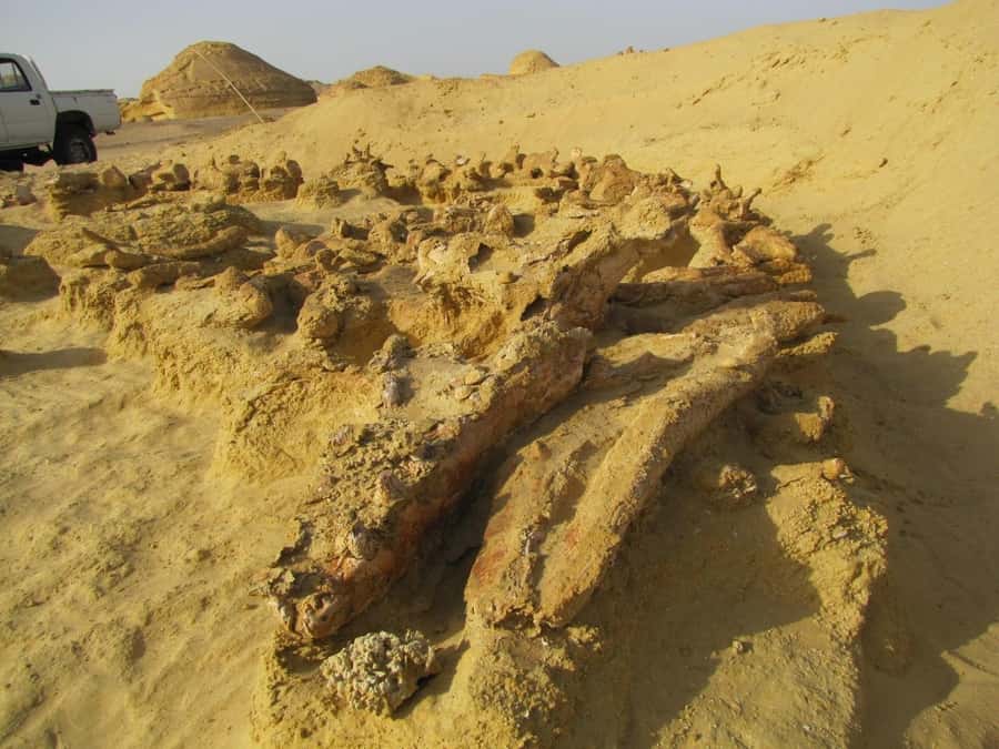 From Cairo: Full-Day Tour to El Fayoum - Magic Lake, Panorama Mountain, and Sandboarding