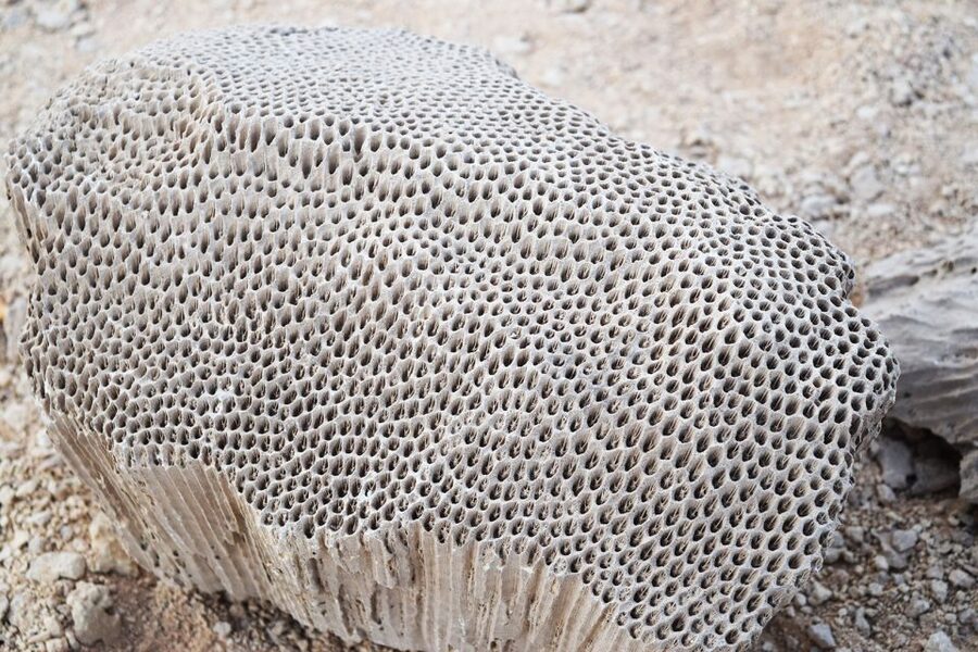 From El Gouna: Dry Canyon Quad Bike Morning Tour - Stop two: Wadi Billy and its ancient sea fossils