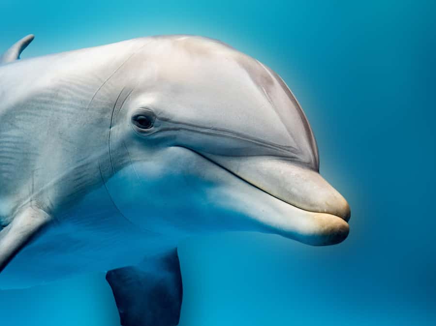 From Hurghada: Hula Hula Island Speedboat Tour with Dolphins - Coral reefs and the snorkeling stops