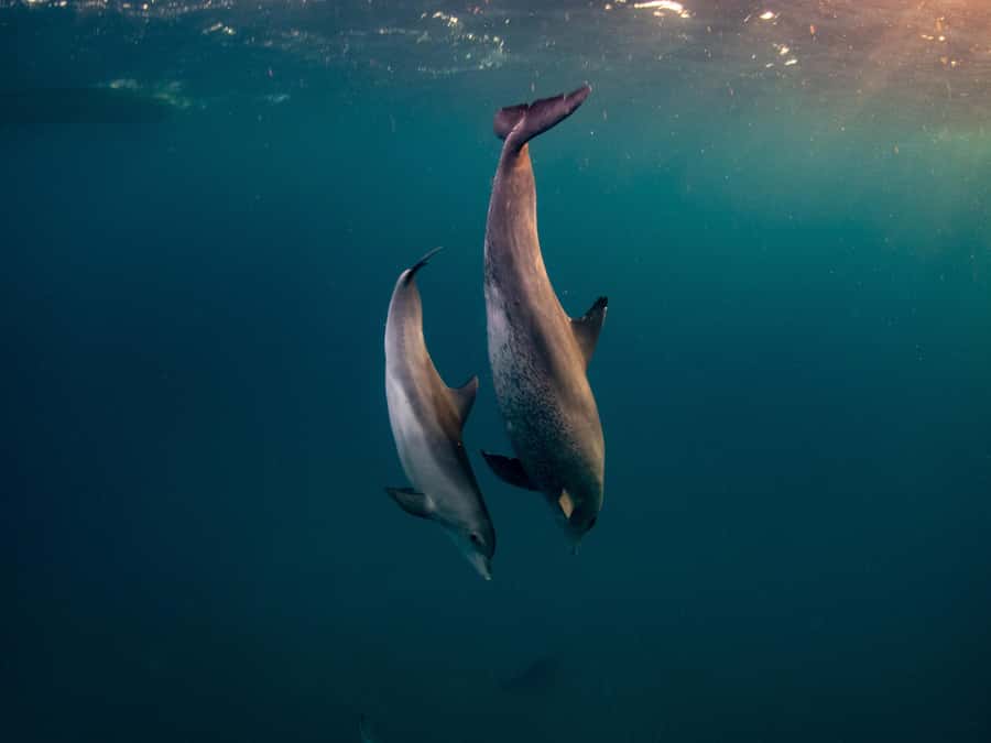 From Hurghada: Hula Hula Island Speedboat Tour with Dolphins - Hula Hula Island, the main beach break