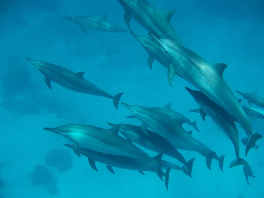 From Hurghada: Hula Hula Island Speedboat Tour with Dolphins - Searching for wild dolphins