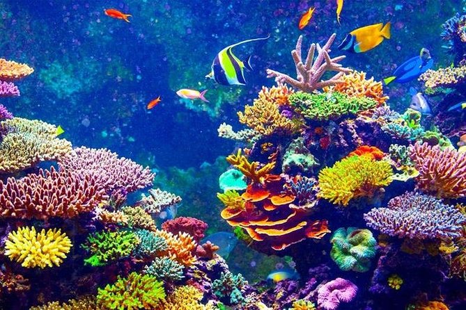 From Hurghada: Orange Bay Snorkeling Trip with Lunch - Orange Bay offers sand, water, and a slower pause