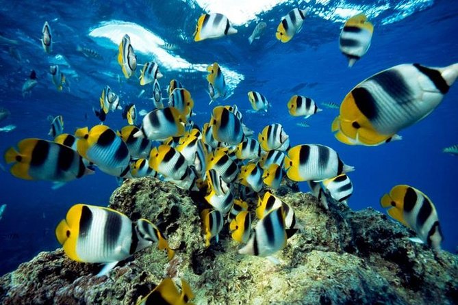 From Hurghada: Orange Bay Snorkeling Trip with Lunch - What is not included matters at this price