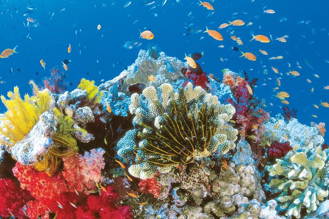 From Hurghada: Orange Bay Snorkeling Trip with Lunch - Who will enjoy this Orange Bay outing most