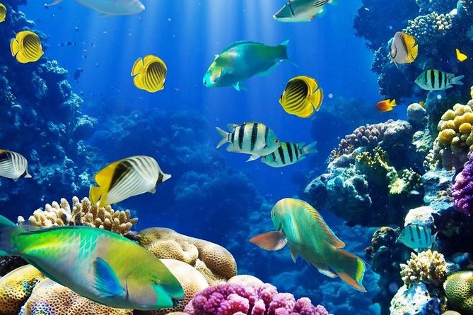 From Hurghada: Paradise Island Full-Day Snorkeling Tour - Leaving Hurghada around 8:00 am