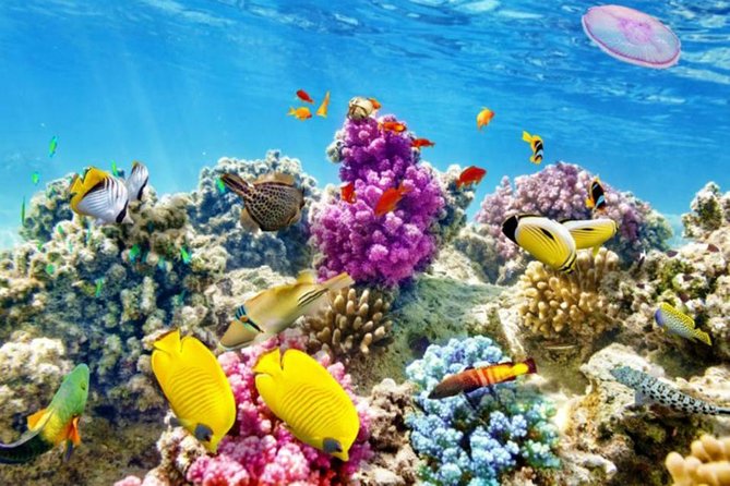 From Hurghada: Paradise Island Full-Day Snorkeling Tour - First snorkeling stop: fish and coral below the surface