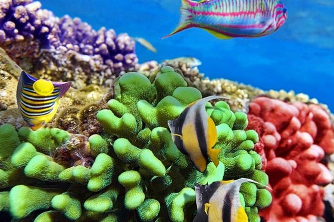 From Hurghada: Paradise Island Full-Day Snorkeling Tour - A second snorkeling stop and extra water time