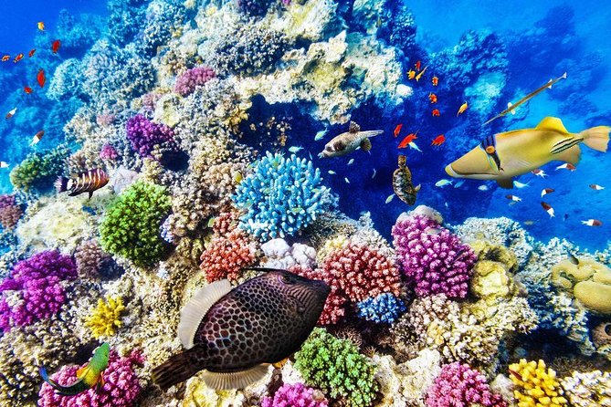 From Hurghada: Paradise Island Full-Day Snorkeling Tour - How the $30 price measures up