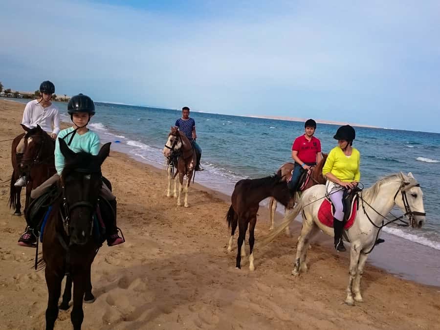 From Hurghada: Red Sea Sunrise and Desert Horseback Riding - The VIP four-hour ride and horse swimming