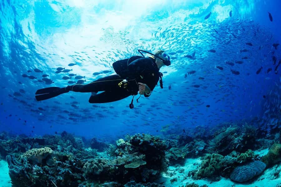 From Sharm: Luxury Diving cruise to Ras Mohammed with Lunch - Key points to know before you book