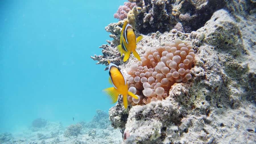 From Sharm: Luxury Diving cruise to Ras Mohammed with Lunch - Leaving Sharm El Sheikh for Ras Mohammed