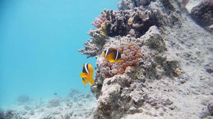 From Sharm: Luxury Diving cruise to Ras Mohammed with Lunch - Who will enjoy this trip most?