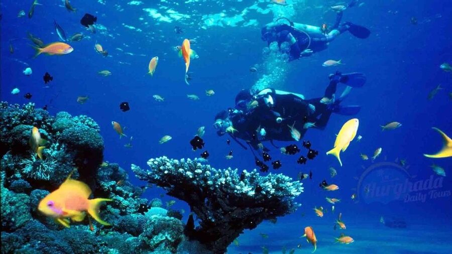 From Sharm: Ras Muhammed & White Island By Boat & intro Dive - Lunch, Drinks, and Life on the Boat