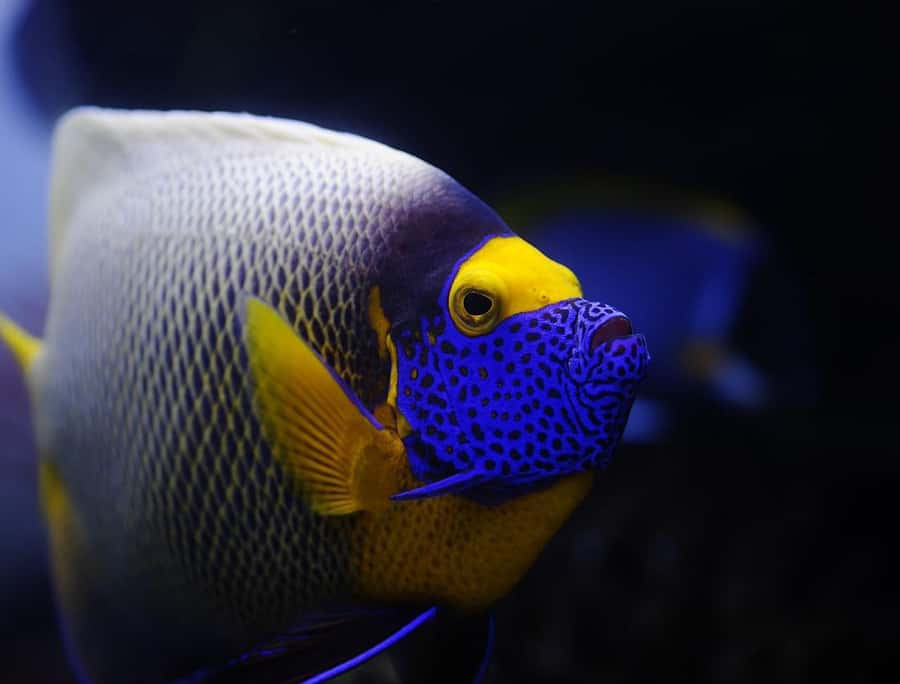 From Sharm: White Island and Ras Mohamed Snorkeling Trip - Should you book this Sharm snorkeling trip?