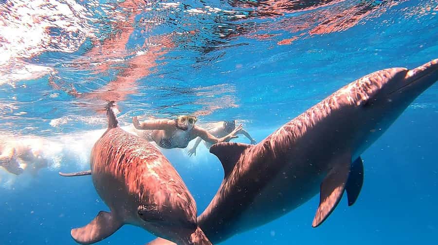 From Sharm: White Island and Ras Mohamed Snorkeling Trip - Two snorkeling stops in Ras Mohamed National Park