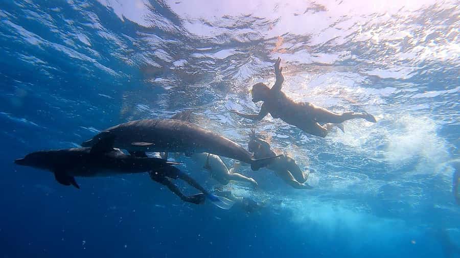 From Sharm: White Island and Ras Mohamed Snorkeling Trip - What the $29 price really buys