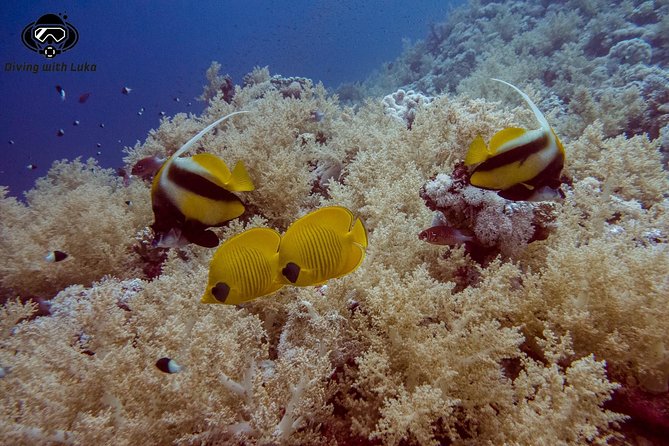 Full day diving with private guide, lunch drinks transportation - Why two Red Sea sites matter