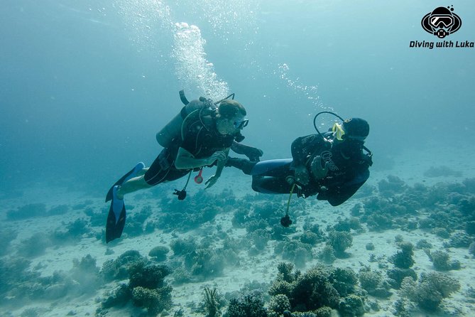 Full day diving with private guide, lunch drinks transportation - The 8:30 am start and transport