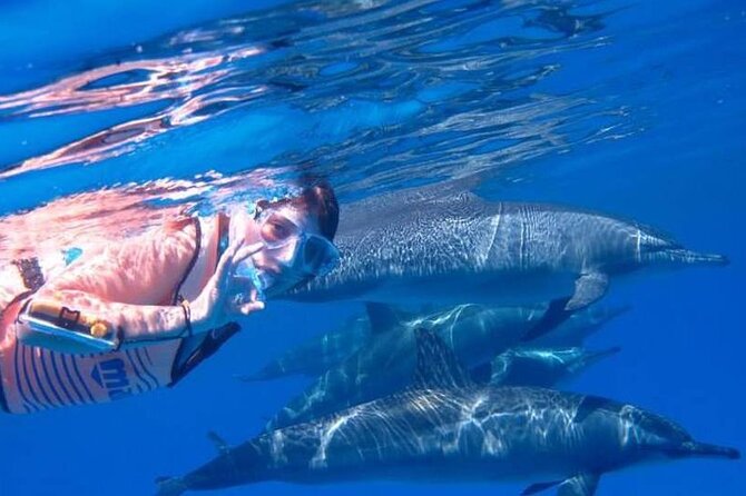 Full-day Dolphin House And Swim With Dolphin - What the seven-hour Hurghada outing is really like