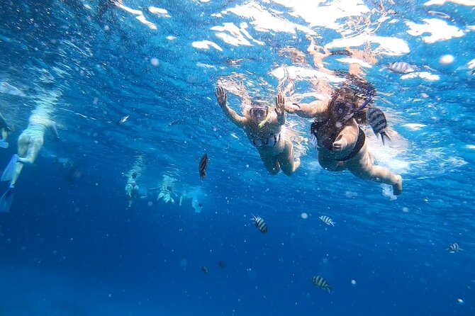 Full-day Dolphin House And Swim With Dolphin - The real price, including extra charges