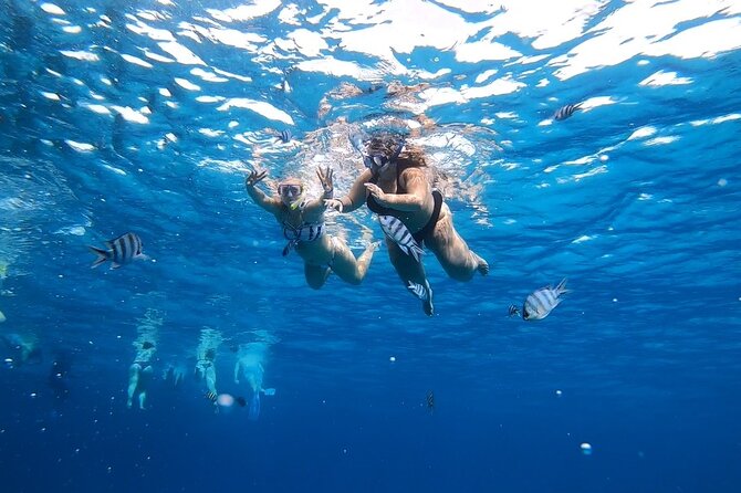 Full-day Dolphin House And Swim With Dolphin - Three searches around Dolphin House