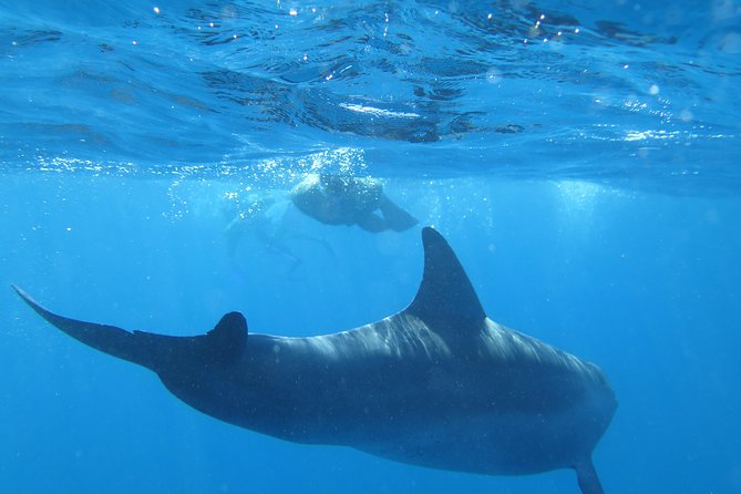 Full-Day Snorkeling with Dolphins in Hurghada with Lunch - Setting out from Hurghada for an eight-hour Red Sea day